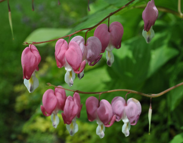 Floral action in my Chicago Garden