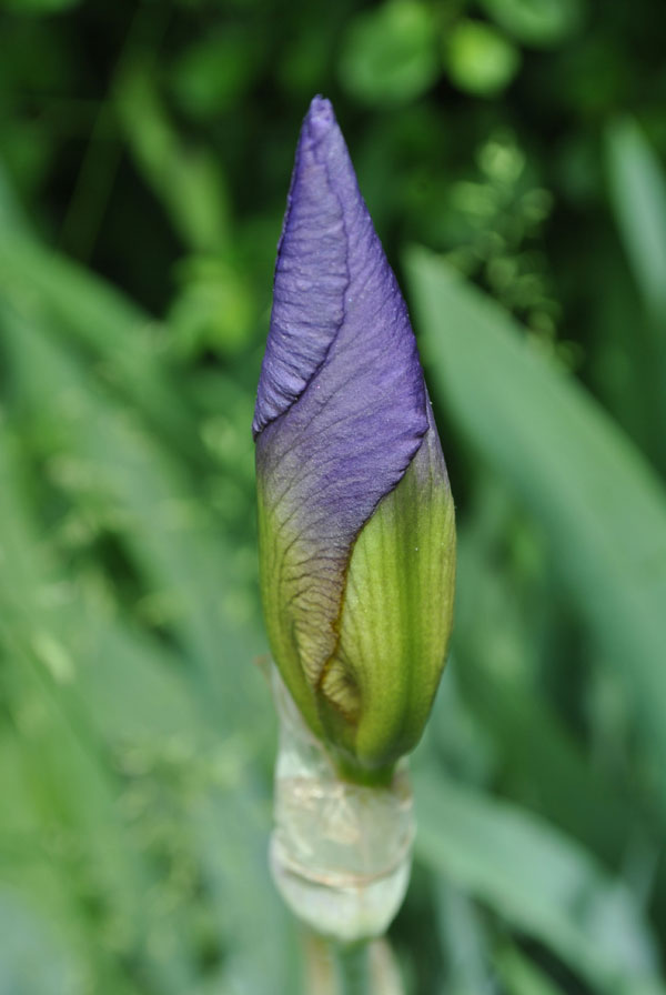purple-iris-bud