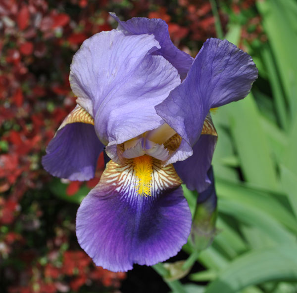 purple-iris