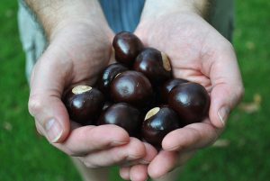 conkers