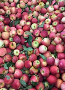 fall apples