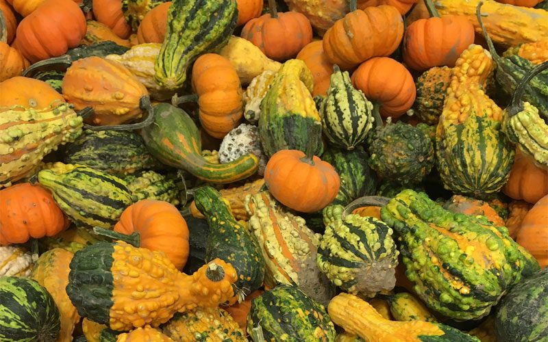 fall gourds