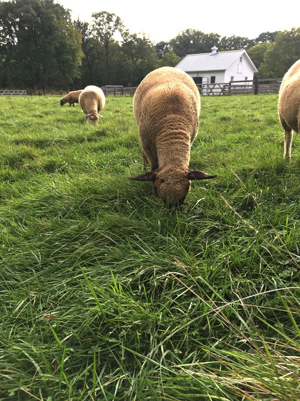 lamb