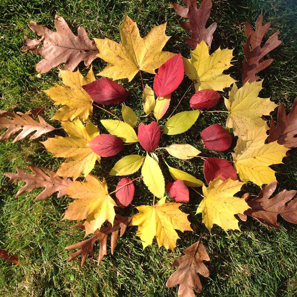 leaves-1