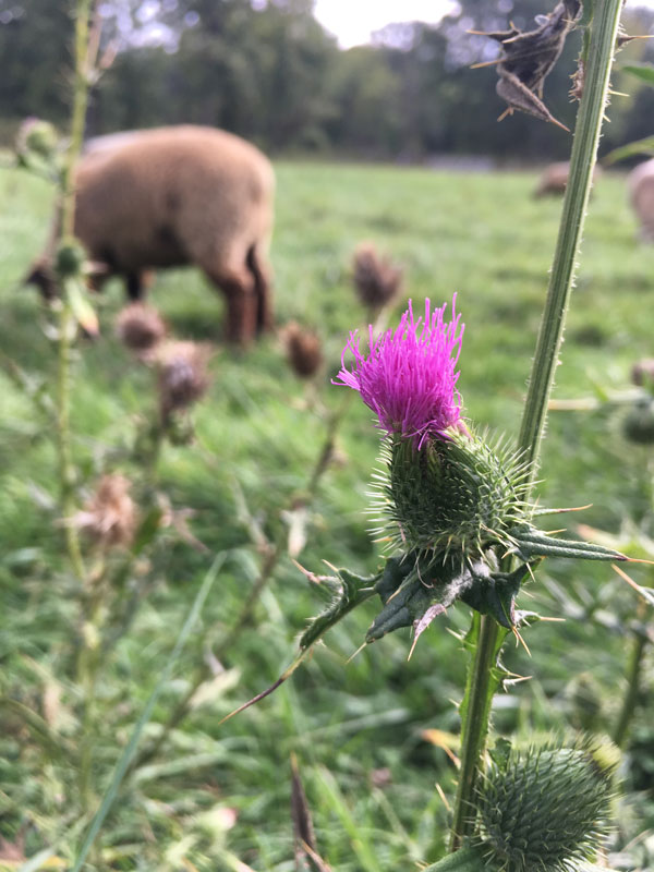 thistle