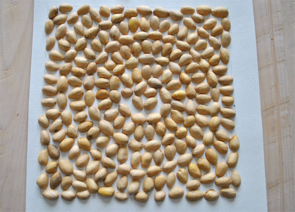 Pistachio shell art