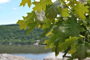 fresh spring leaves