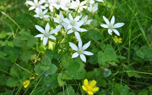 pa spring flowers