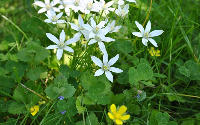 pa spring flowers