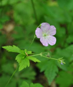 wild geranium