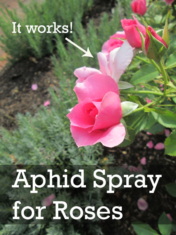 aphid spray for roses