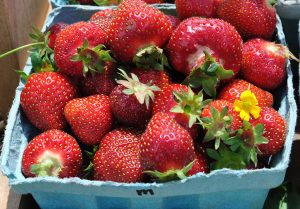 strawberry picking lancaster county pa