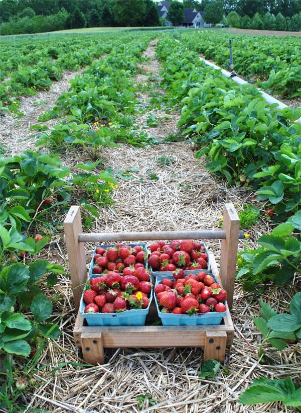 strawberry picking lancaster county pa