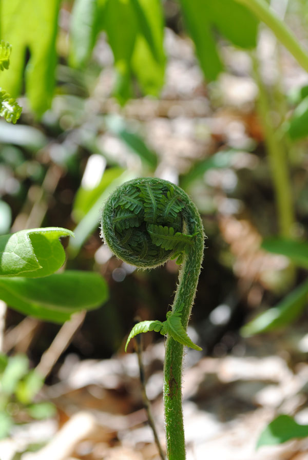 fern spiral