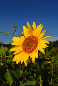 sunflower field chicago