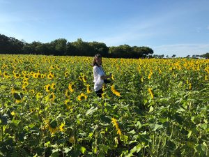 sun flower field chicago- creative in chicago