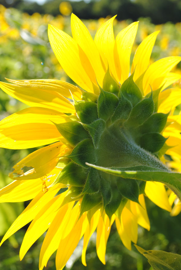 sunflower field chicago