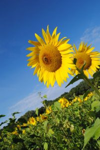 sunflower field chicago