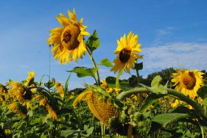 sunflower field chicago