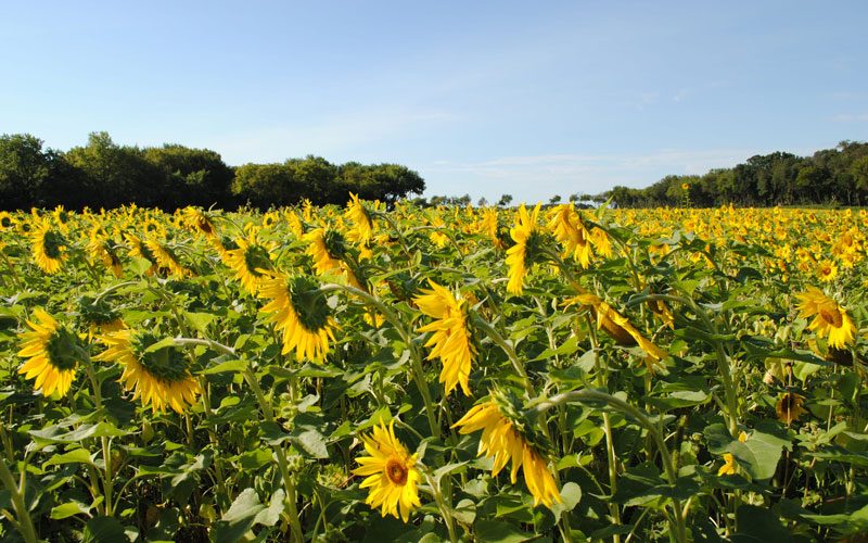 sun flower field