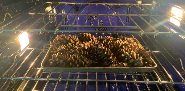 baking pine cones