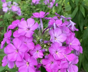 gardening flowers