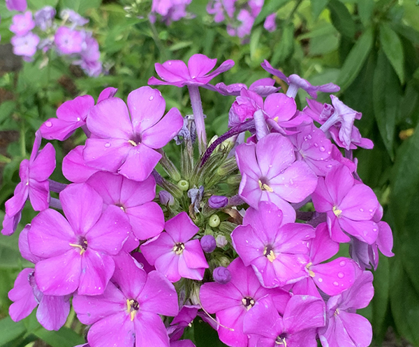 gardening flowers