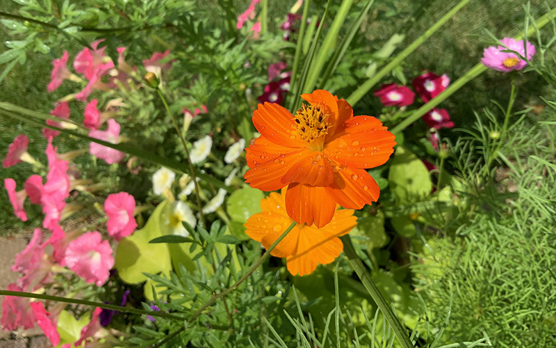 gardening flowers