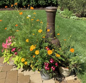 gardening flowers