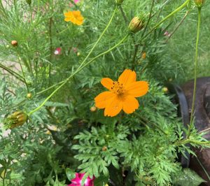 gardening flowers