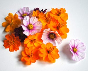 pressed cosmos flowers