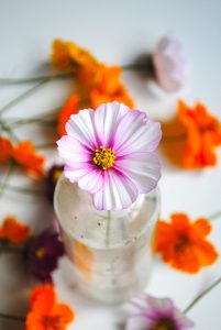 pressed flowers