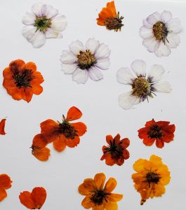 pressed flowers