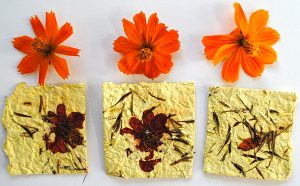 seed paper diy